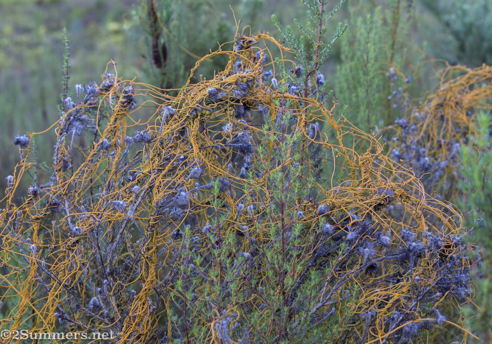 Dodder plant