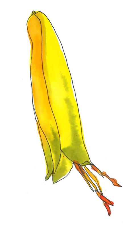 Aloe sketch