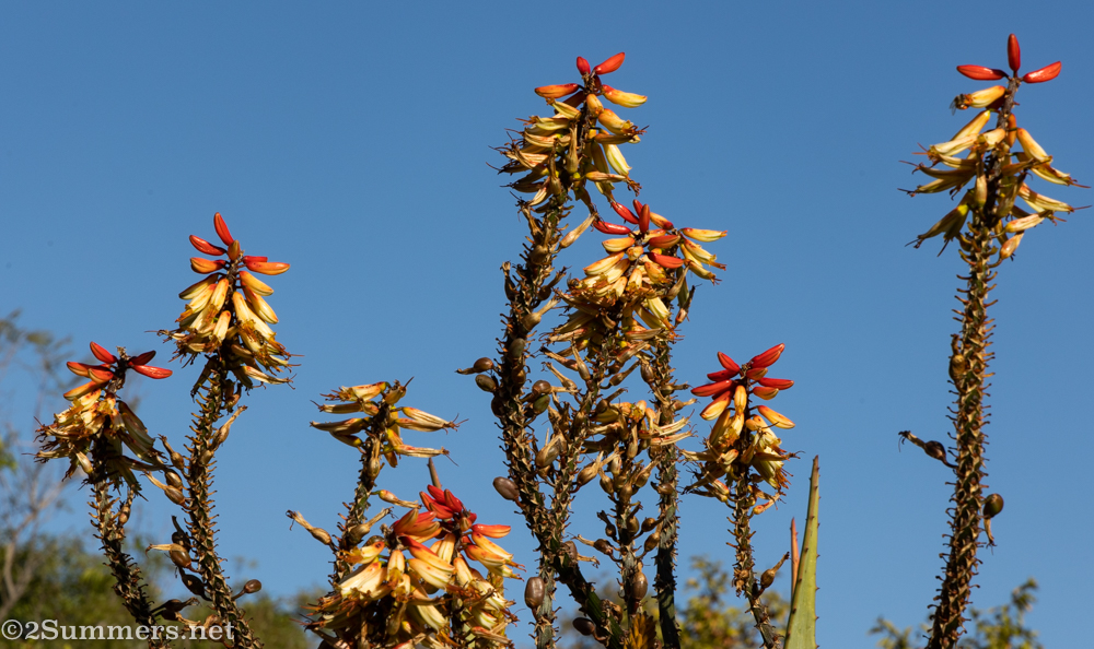 Aloe shapes