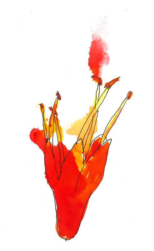 Aloe sketch