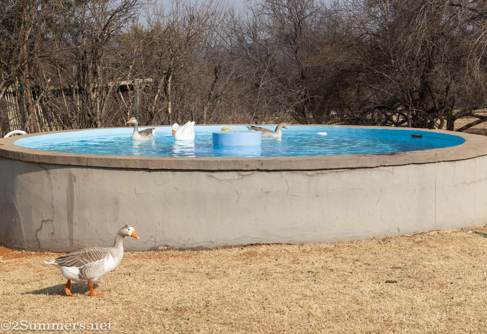 Geese at Knopberg