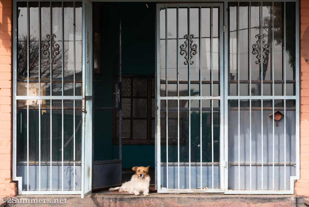 Dog in Brixton