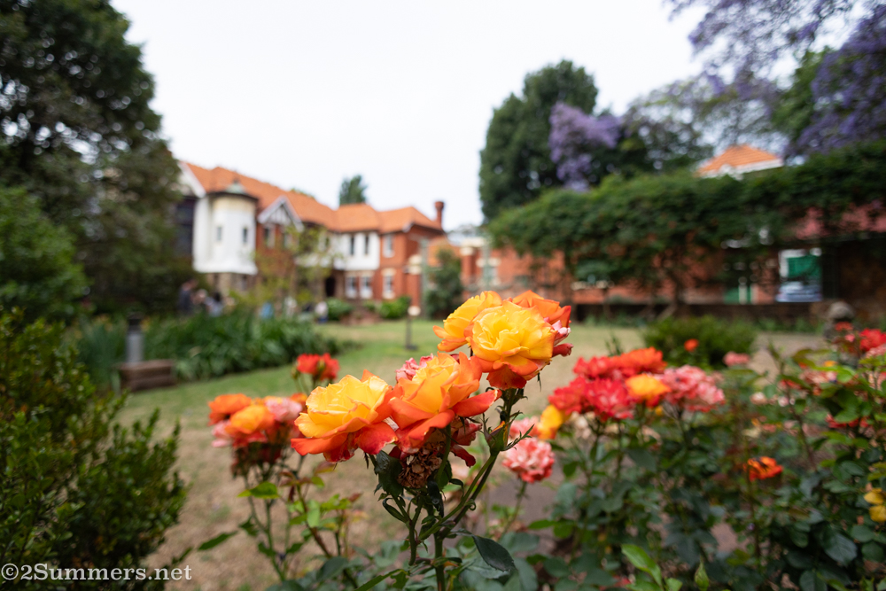 Garden roses