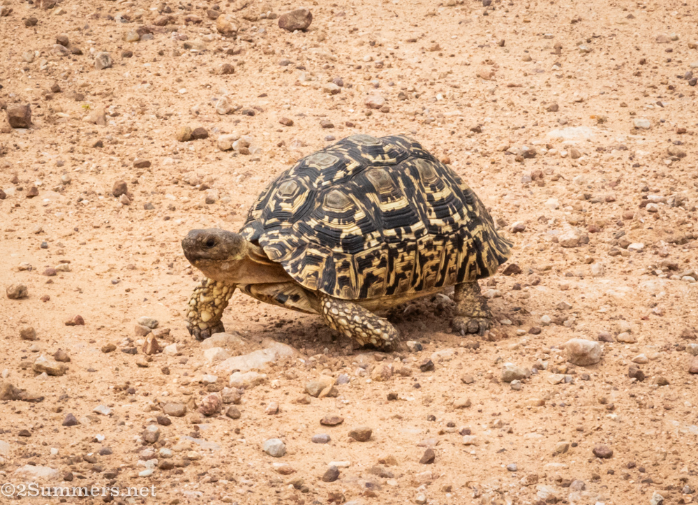 Tortoise