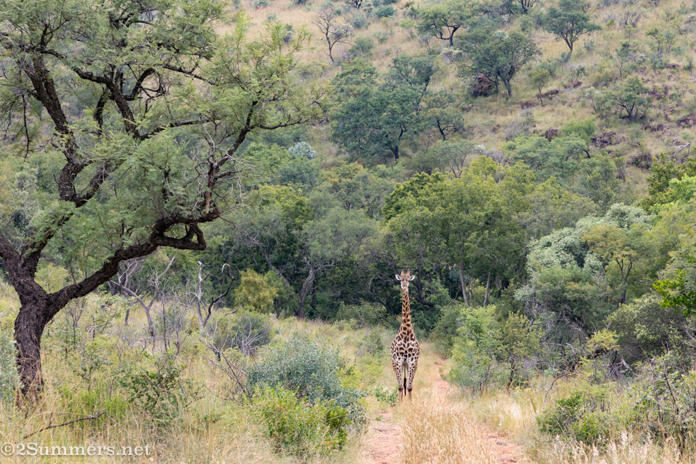 A curious giraffe