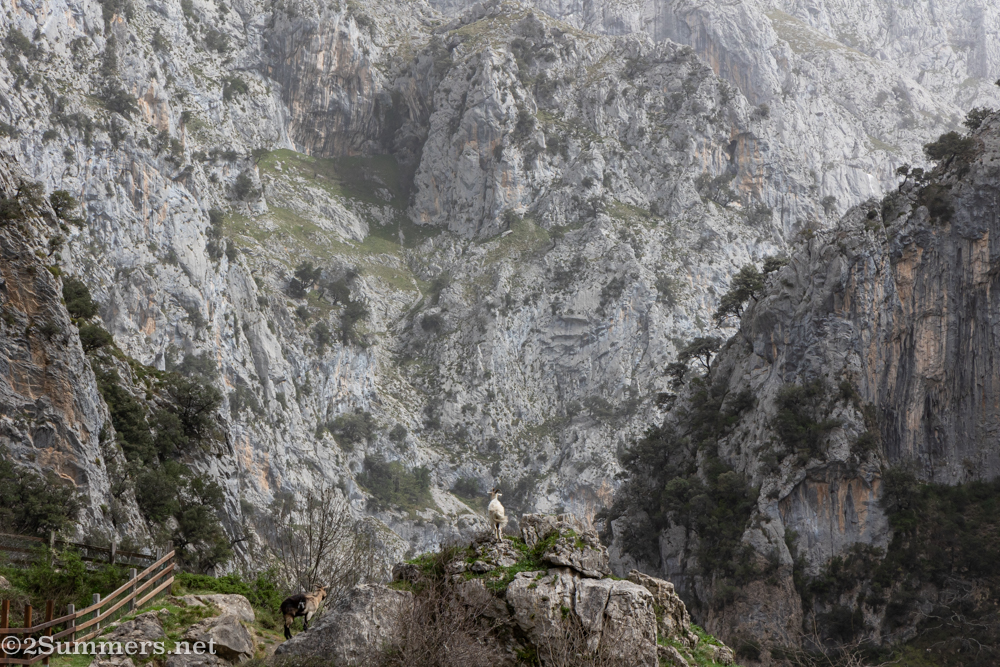 Goats on the Ruta del Cares