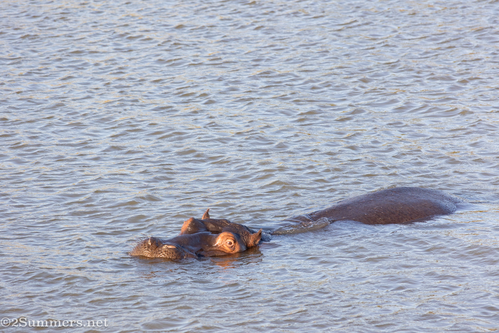 Hippo