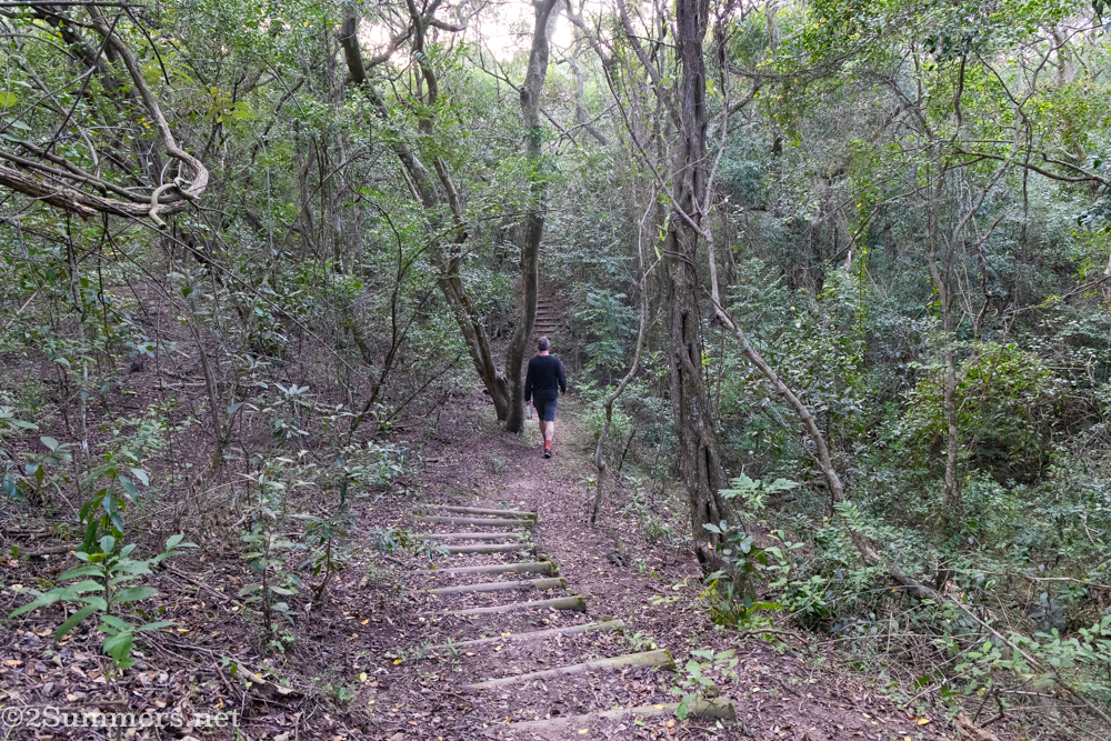 Forest in Mtunzini
