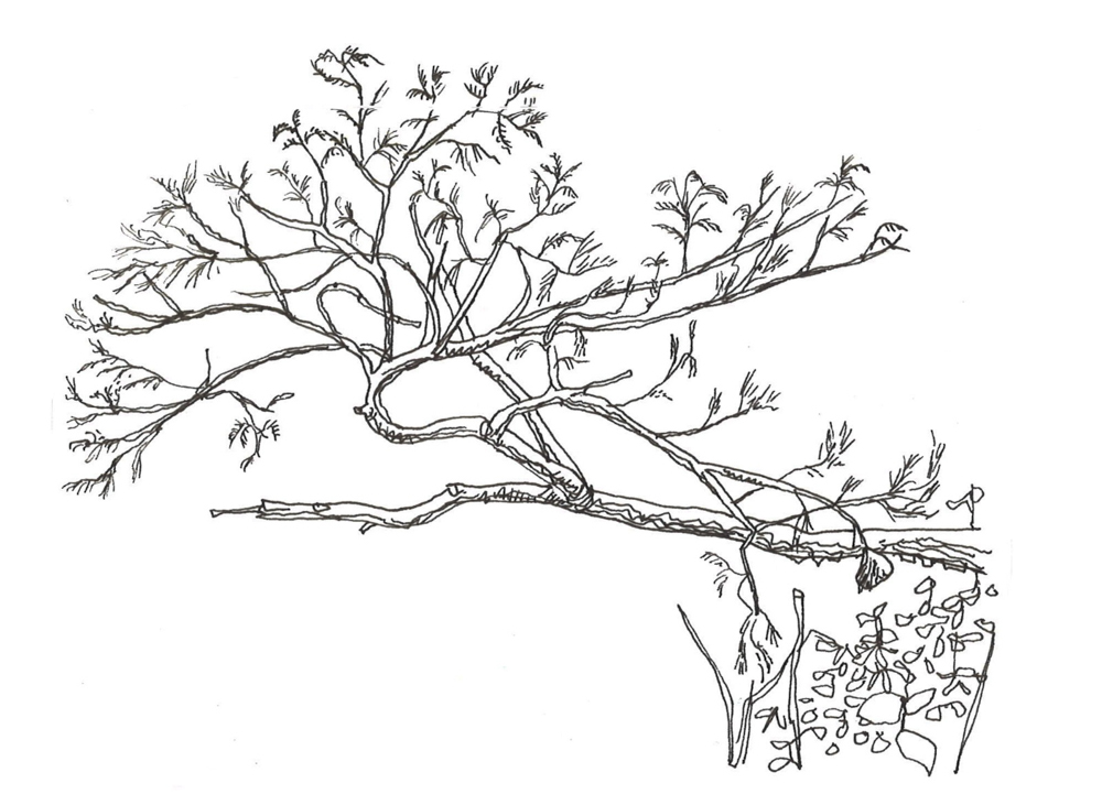 Thorsten’s acacia sketch