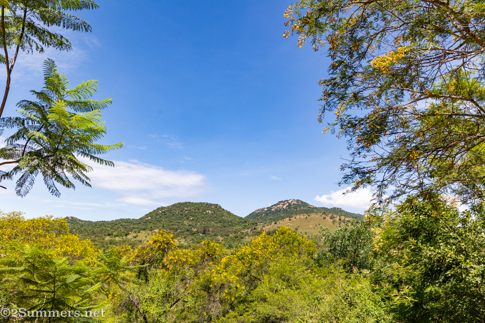 View of the bush from tipi at Kokiville