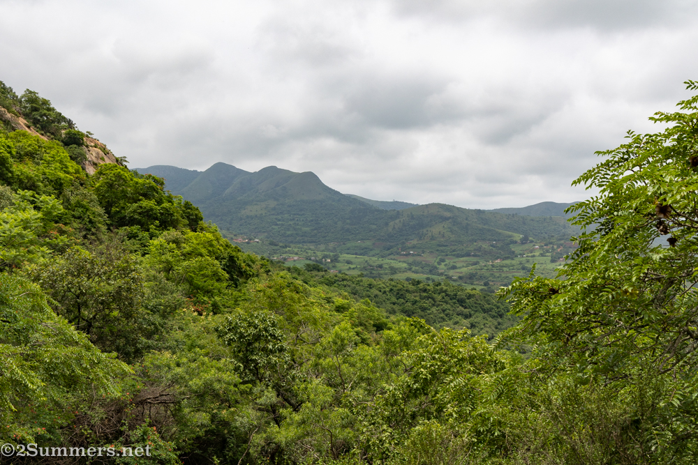 View of the forest