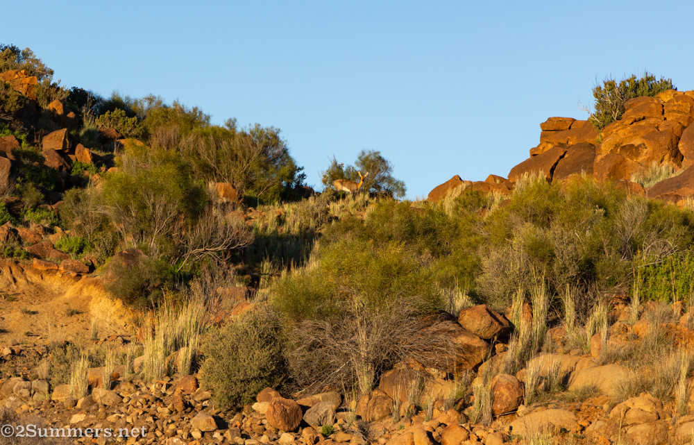 Grey Rhebok
